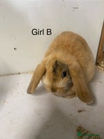 Mini Lop rabbits Beautiful mini lop bunnies - Advert 5