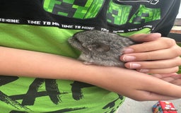Chinchilla rodents for sale: Little boys - Image 2