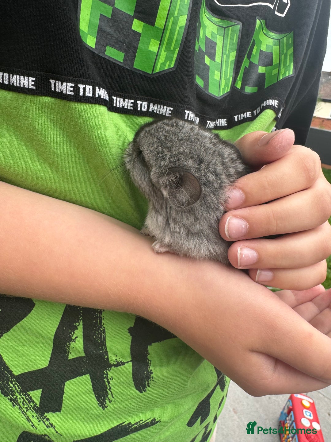 Chinchilla rodents for sale: Little boys - Image 2