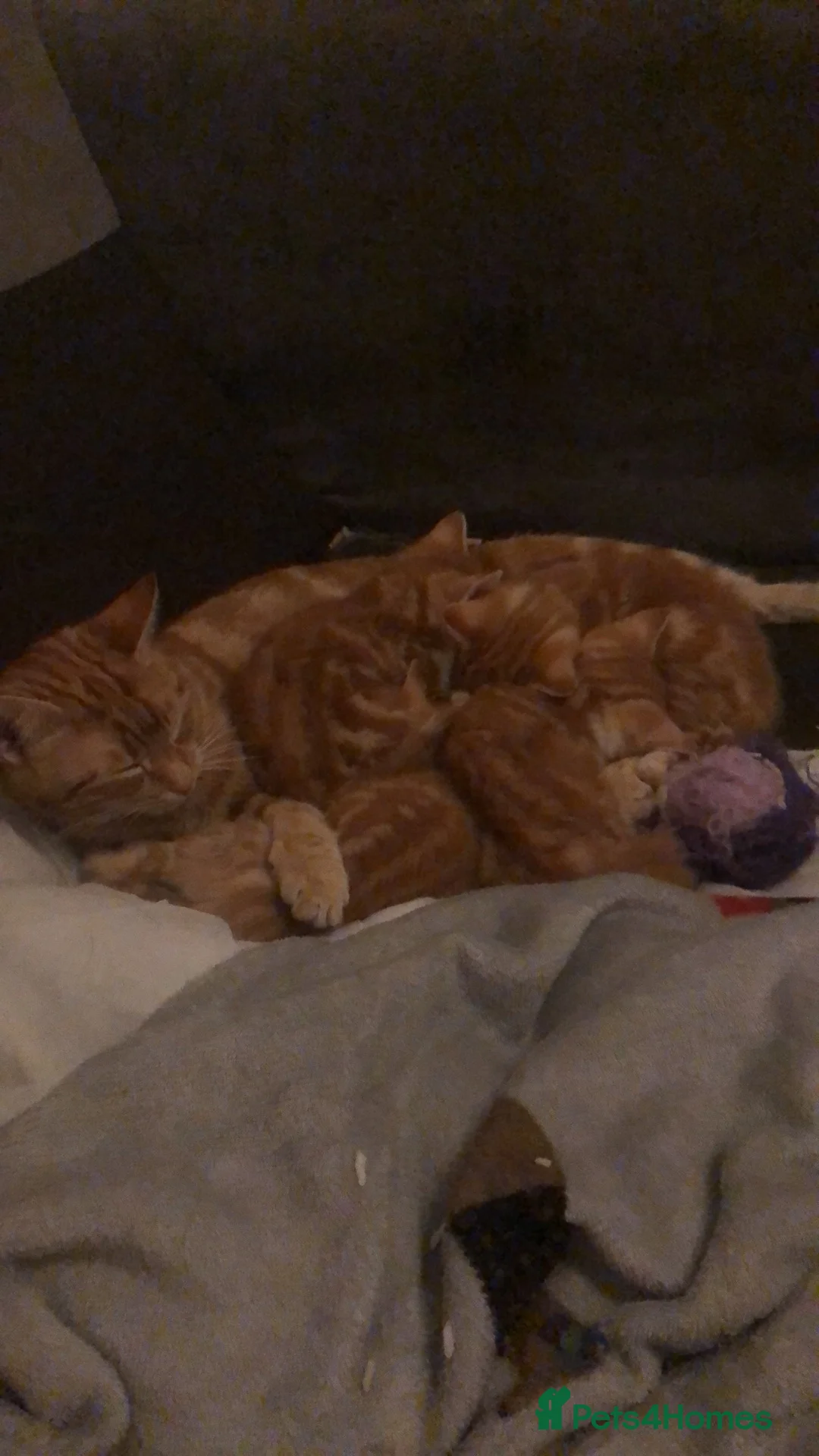 Domestic Shorthair cats for sale: Last female ginger kitten - Advert 2