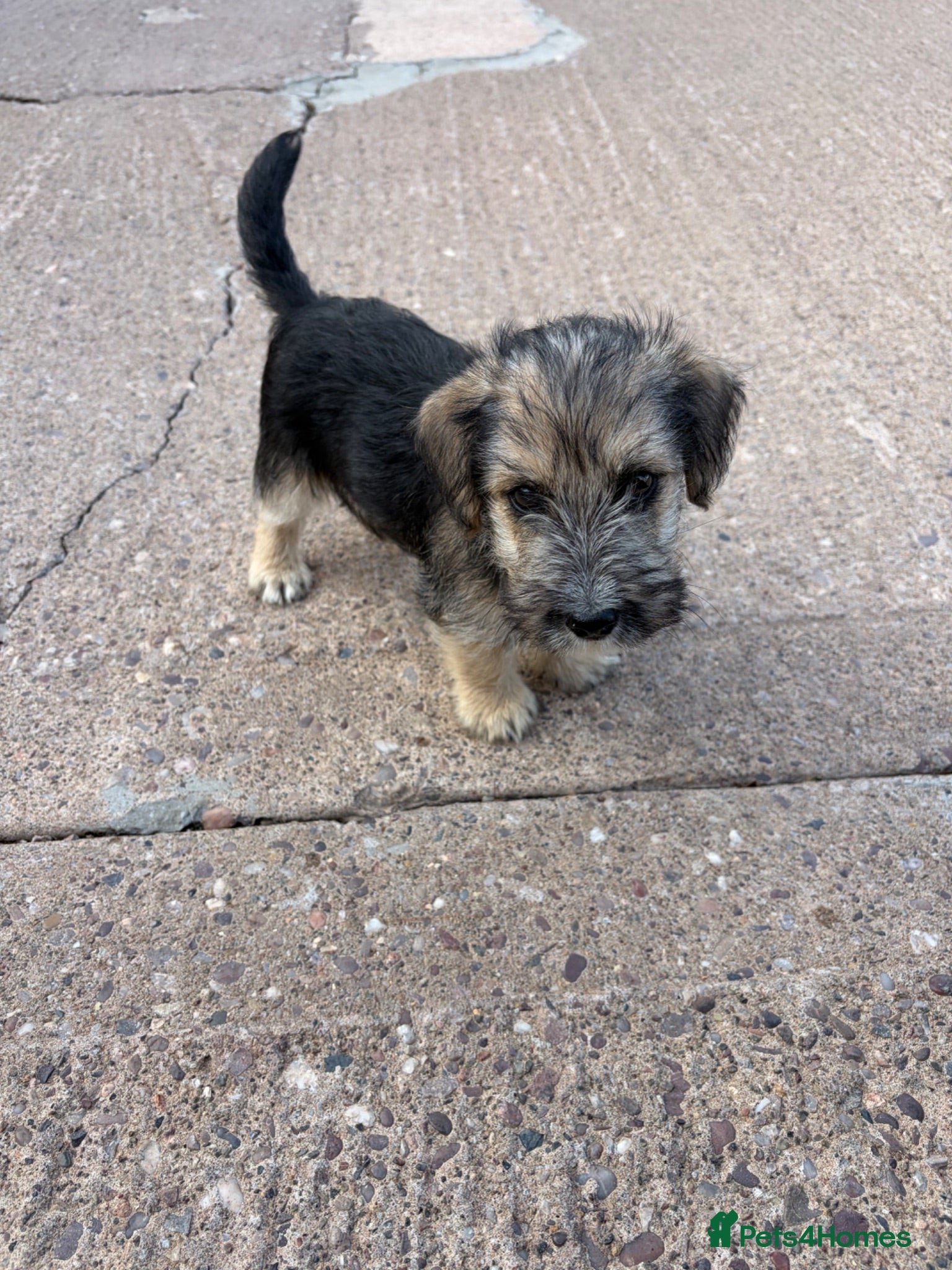Mixed Breed dogs Lakeland crossed border terrier  - Advert 1