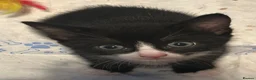 Mixed Breed cats for sale: Tuxedos in Portsmouth - Advert 7