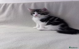 Mixed Breed cats for sale: Cute kittens looking for nice home  - Image 2