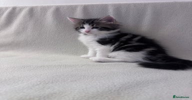 Mixed Breed cats - Advert 4
