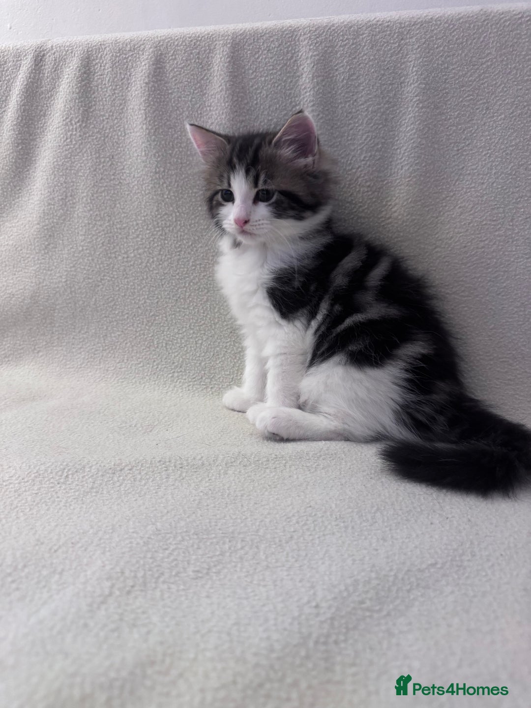 Mixed Breed cats for sale: Cute kittens looking for nice home  - Image 2