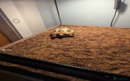 Tortoise reptiles for sale: Healthy Horsfield Tortoise with Full Setup - Image 4