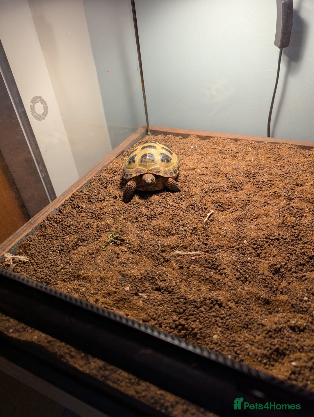 Tortoise reptiles for sale: Healthy Horsfield Tortoise with Full Setup - Image 4