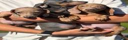 Miniature Dachshund dogs for sale: Mini dachshund puppies ready now  - Advert 8