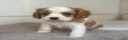 Cavalier King Charles Spaniel dogs for sale: Gorgeous Cavalier King Charles Puppies! - Advert 22