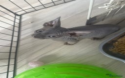 Sphynx cats for sale: Sphinx kitchens for a sale  - Image 4