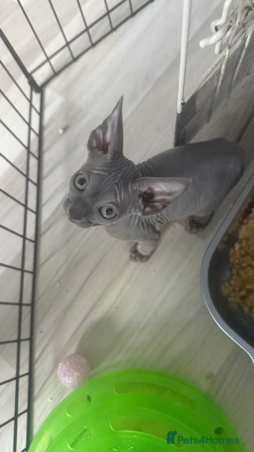 Sphynx cats for sale: Sphinx kitchens for a sale  - Image 4