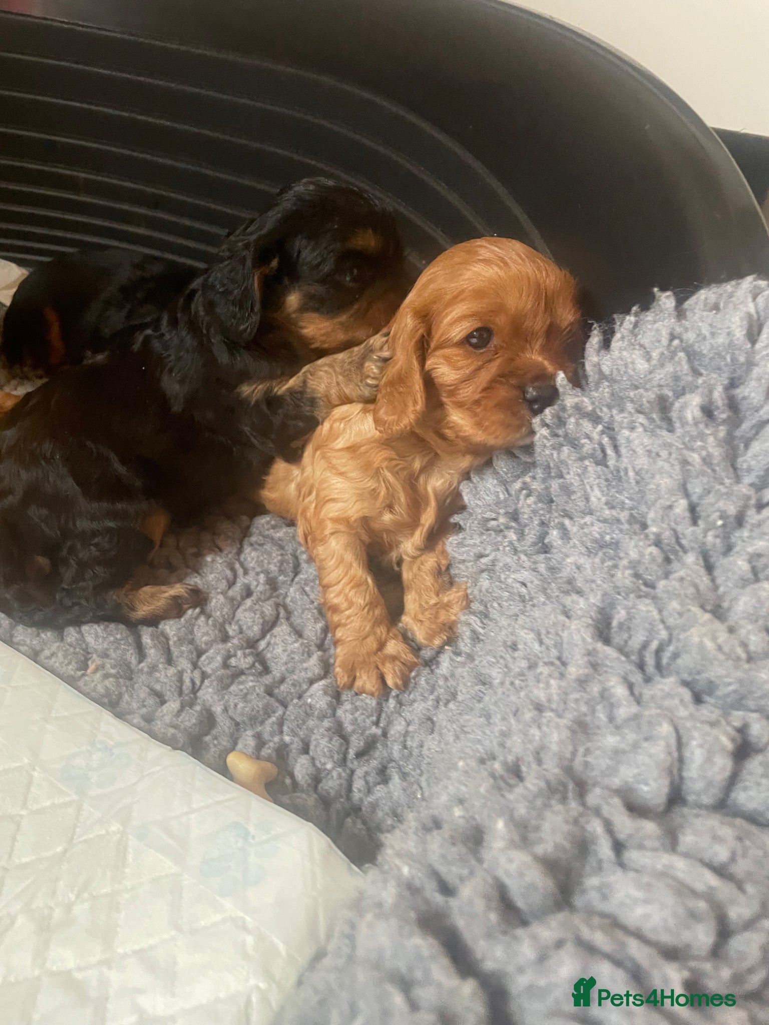 Cavalier King Charles Spaniel dogs for sale: King Charles cavalier babies  - Advert 30