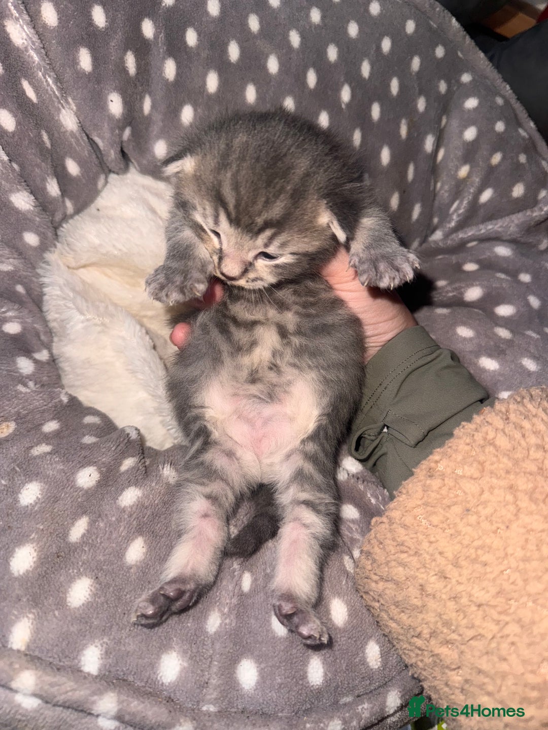 British Shorthair cats for sale: 2 Grey male British Shorthair kittens for sale  - Image 4