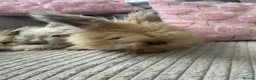 Angora rabbits for sale: English Full Face Angora Kits - Advert 12