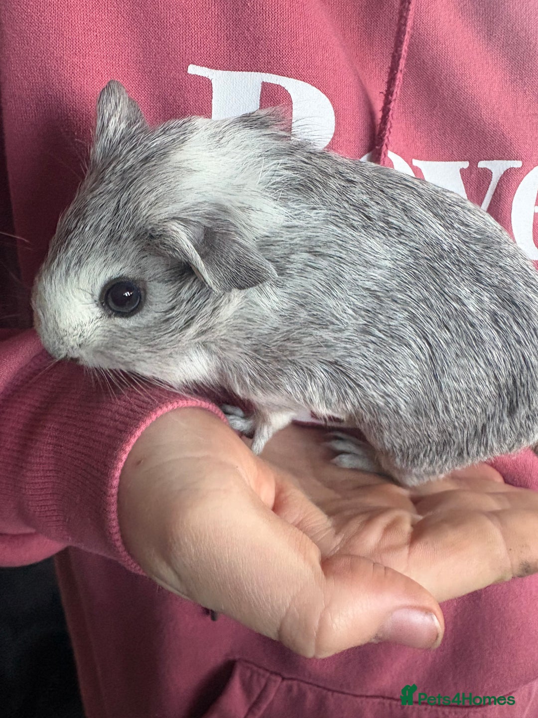 Guinea Pig rodents for sale: Male guinea pigs - Advert 4
