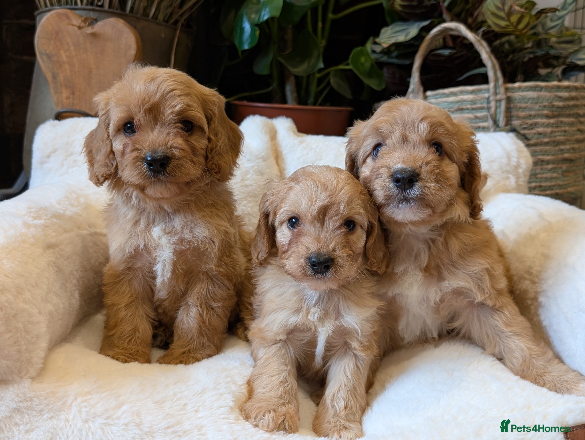 Cavapoo dogs ⭐⭐⭐⭐⭐ F1 Cavapoo puppies Health tested parents.  - Advert 1