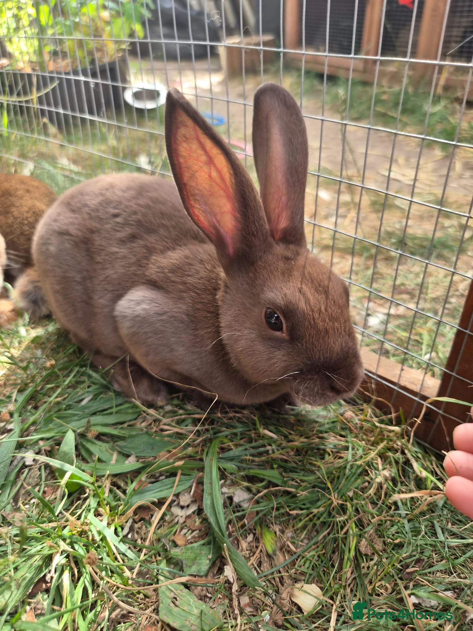 Rex rabbits Mini rex  - Advert 8