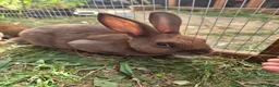Rex rabbits for sale: Mini rex  - Advert 11