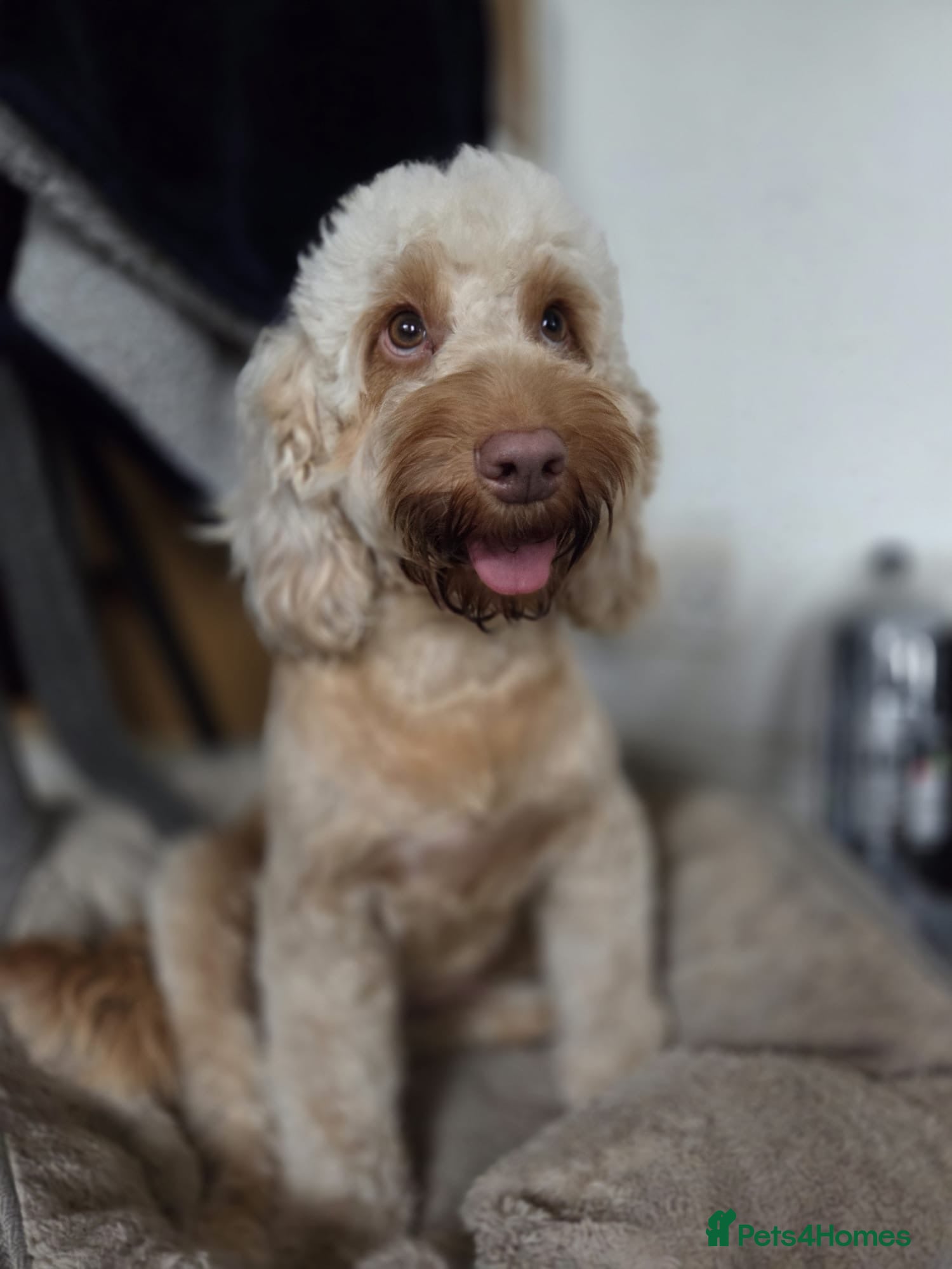Cockapoo dogs Stunning cockapoo’s 🧡 - Advert 1