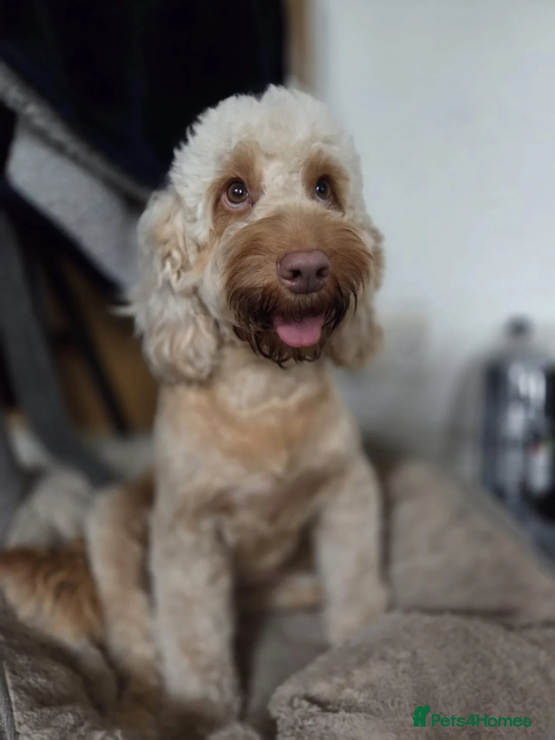 Cockapoo dogs for sale: Stunning cockapoo’s 🧡 - Advert 1
