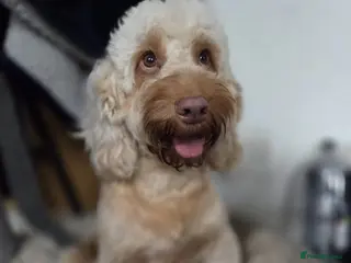 Cockapoo dogs Stunning cockapoo’s 🧡 - Advert 17