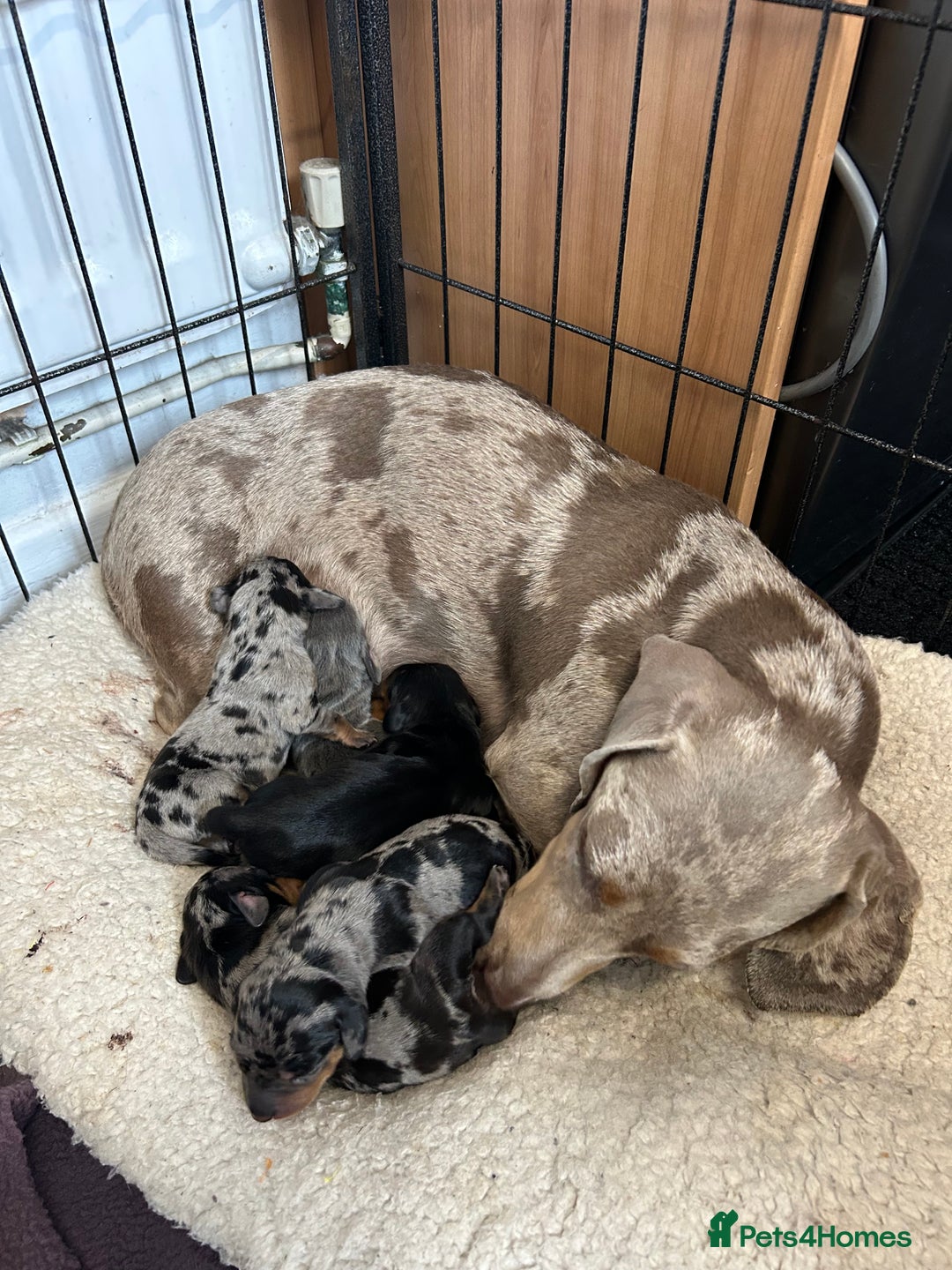 Miniature Dachshund dogs for sale: Miniature dachshund - Image 24