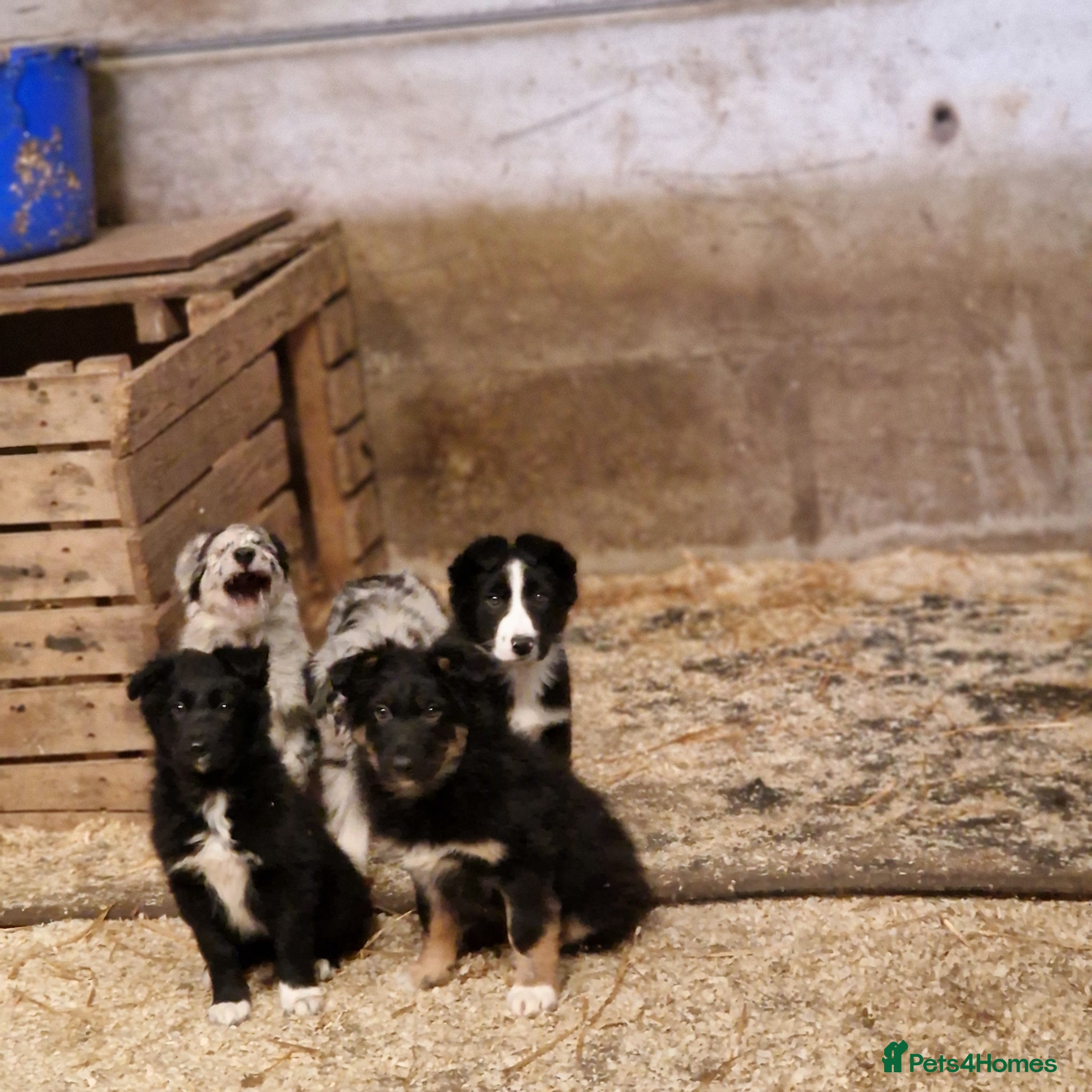Border Collie dogs Beautiful  border  collie pups - Advert 2