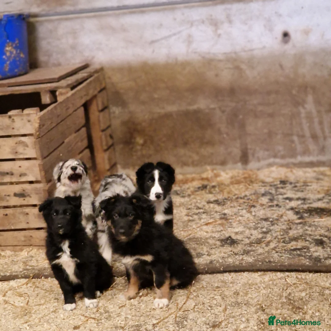 Border Collie dogs for sale: Beautiful  border  collie pups in Loughborough - Advert 2