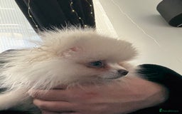 Pomeranian dogs for sale: Pomeranian boy puppy - Advert 1