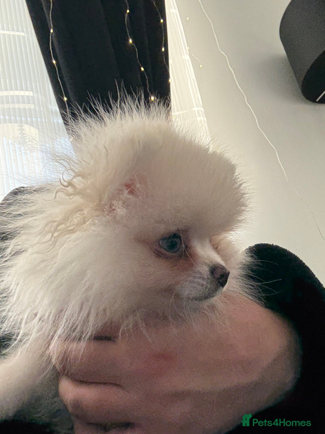 Pomeranian dogs for sale: Pomeranian boy puppy - Advert 1