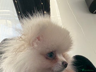 Pomeranian dogs for sale: Pomeranian boy puppy - Advert 1