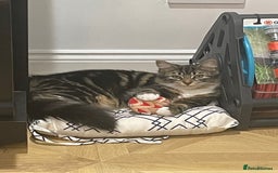 Mixed Breed cats for sale: Beautiful European tabby female cat - Image 4