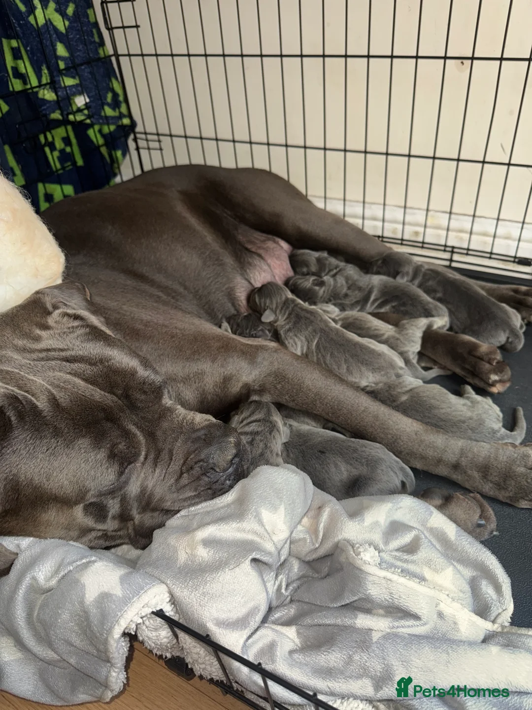 Cane Corso dogs for sale: Cane Corso Rare Blue/Grey Puppies  - Advert 1