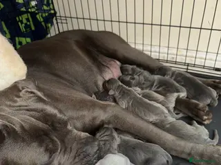 Cane Corso dogs Cane Corso Rare Blue/Grey Puppies - Advert 11