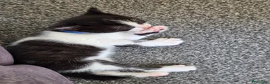 Mixed Breed 2 black and white