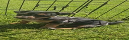 Jack Russell dogs for sale: JACK RUSSELL PUPPIES - Advert 9