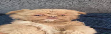 Shih Tzu 4