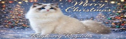 Ragdoll cats for sale:   🎅🏼 MERRY  **  🎅🏼  - Advert 1