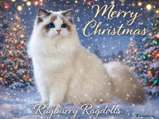 Ragdoll cats 🎅🏼 MERRY CHRISTMAS 🎅🏼 - Advert 1