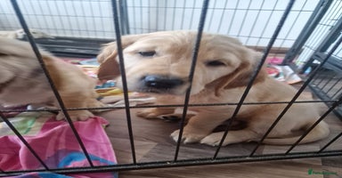 Golden Retriever dogs in Aberystwyth - Advert 11