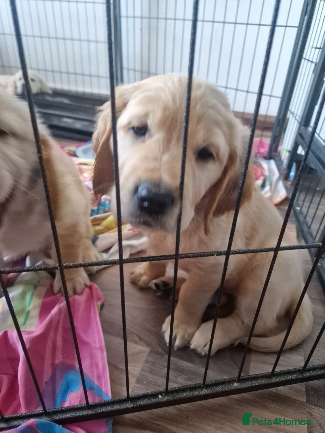 Golden Retriever dogs for sale: 🦮 two beautiful boys available  ❤️❤️ in Aberystwyth - Image 5