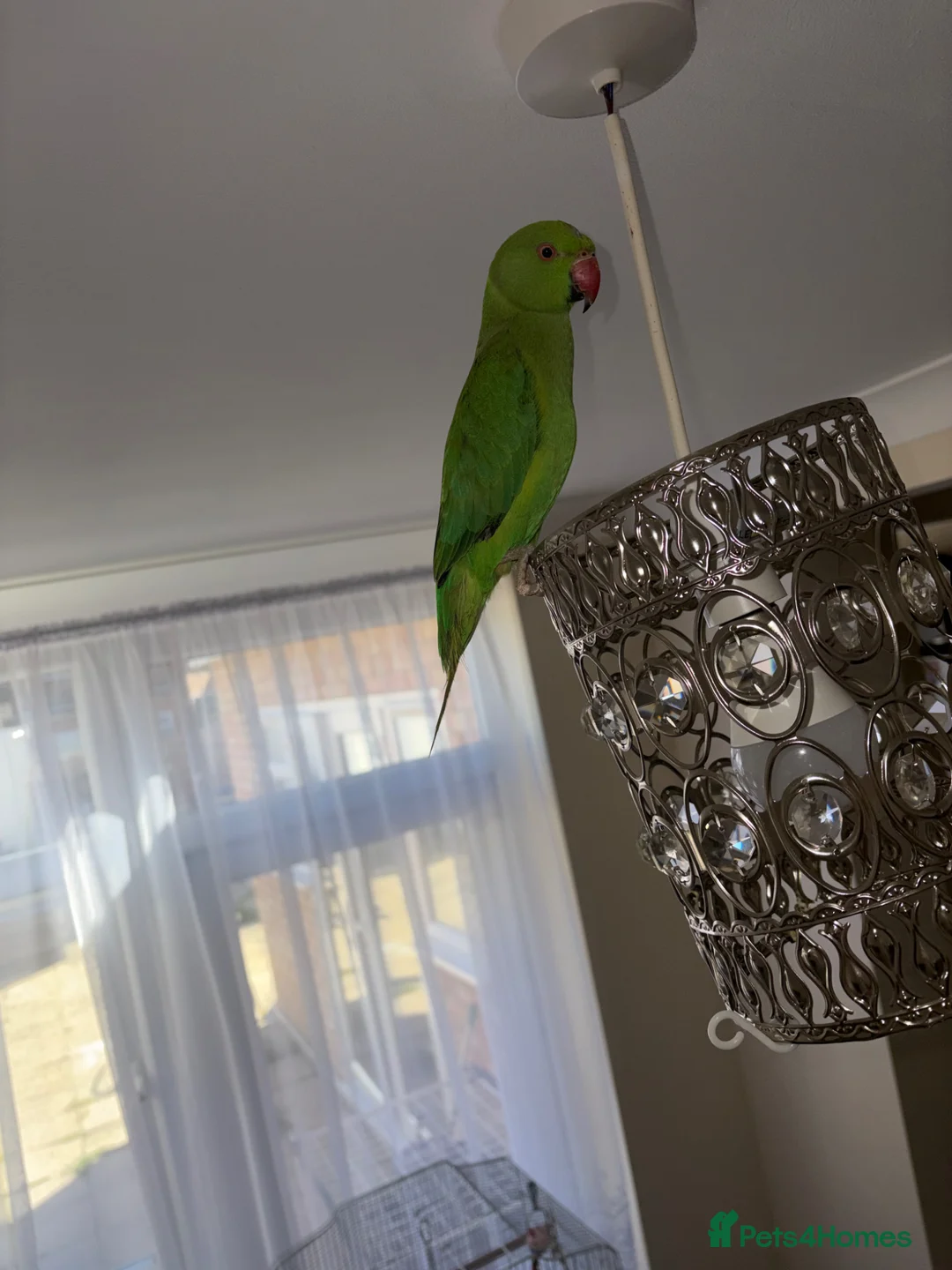 Ringnecks birds for sale: Indian Ringneck Parrot - Advert 4