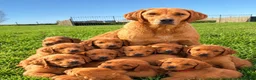Labrador Retriever dogs for sale: Kc fox red Labrador puppy’s  - Advert 2