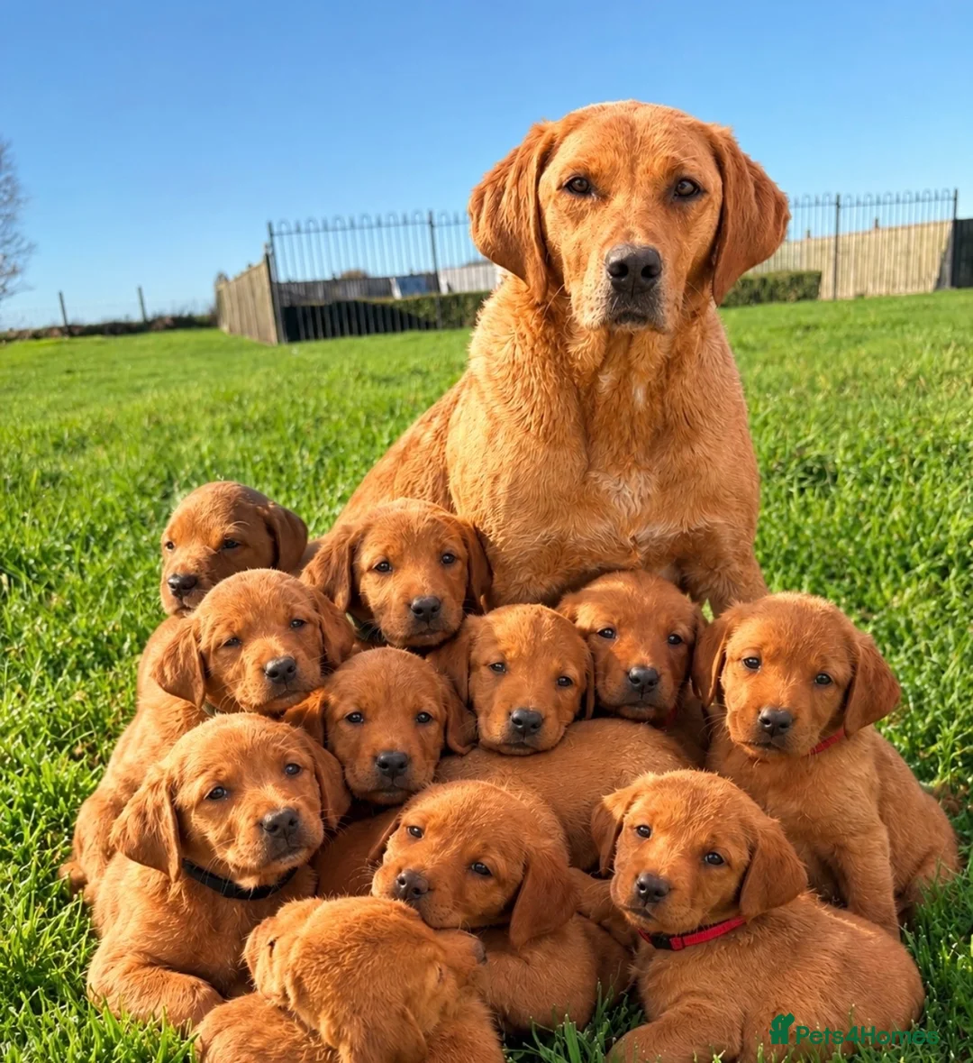 Labrador Retriever dogs for sale: Kc fox red Labrador puppy’s  - Advert 2