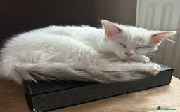 Ragdoll cats for sale: 1 Male kitten  - Image 12