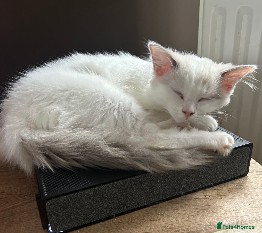 Ragdoll cats for sale: 1 Male kitten  - Image 12