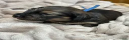 Miniature Dachshund dogs for sale: Exceptional long haired miniature Dachshunds - Advert 20