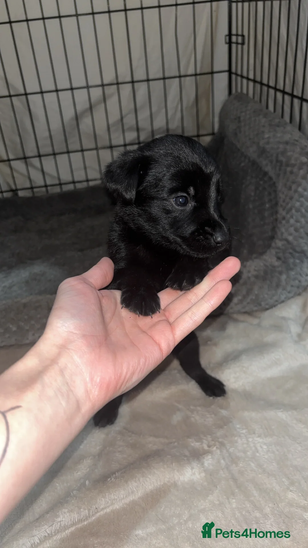Mixed Breed dogs for sale: 9 gorgeous german shepherd cross cockapoo puppies  - Advert 4