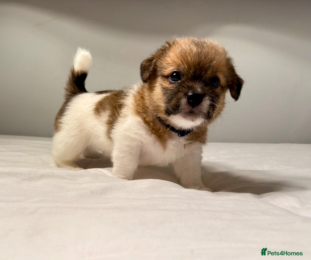 Mixed Breed dogs for sale: Stunning Jack tzu puppies. Jack Russell x Shih Tzu - Image 6