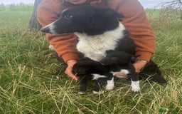 Mixed Breed dogs for sale: Beautiful litter of Australian Kelpies x Collie  - Image 3